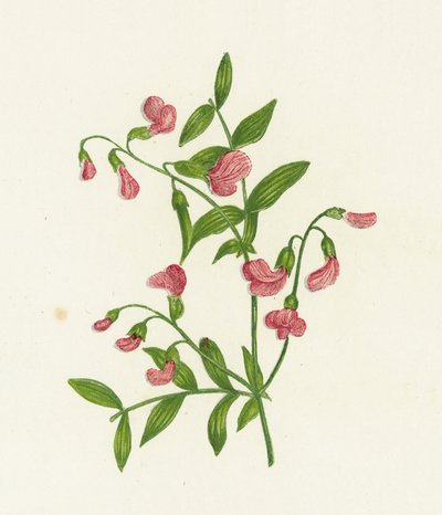 Gumós keserű bükköny, Orobus Tuberosus alkotó: English School